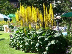 Ligularia stenocephala 'The Rocket'